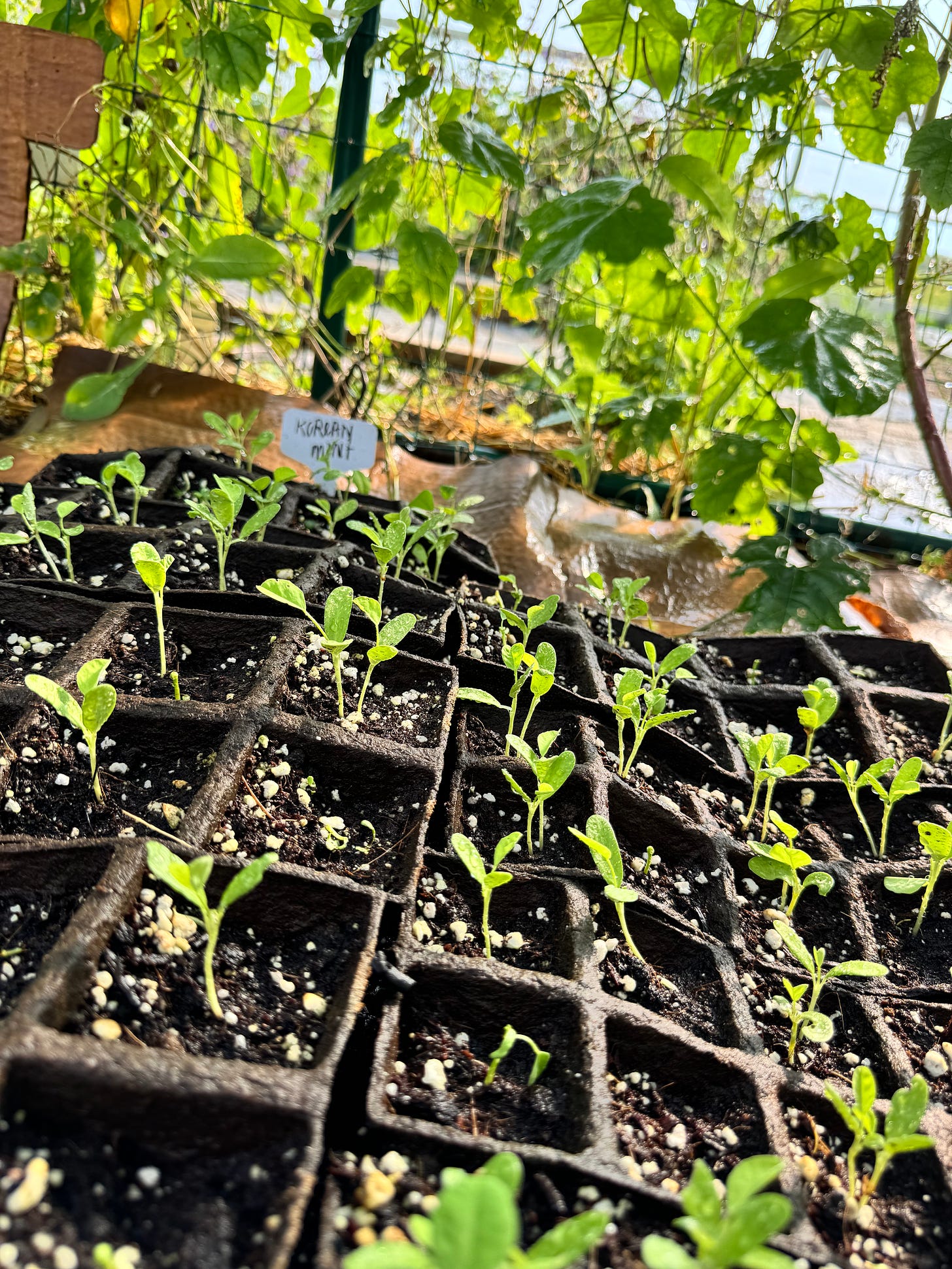 Little sprigs of korean mint growing in a vine covered hoop house in Does everybody want to be a farmer? substack post by mall talk by trish mock