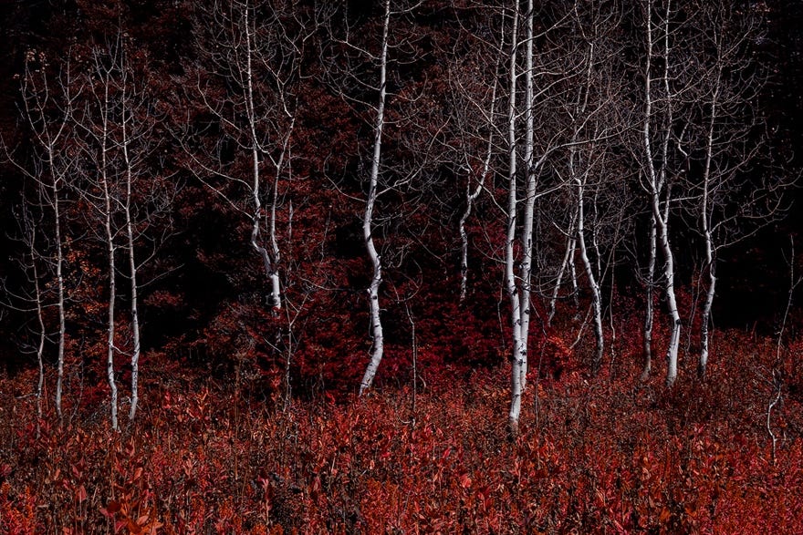 A group of trees in a forest

Description automatically generated