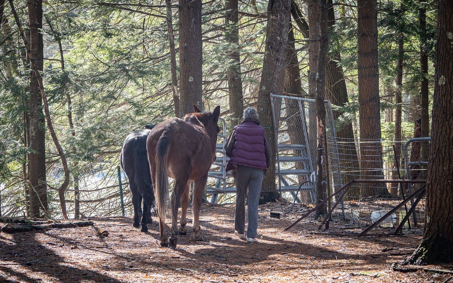 Lora and her donkeys