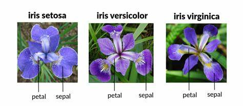 IRIS Flowers Classification Using Machine Learning