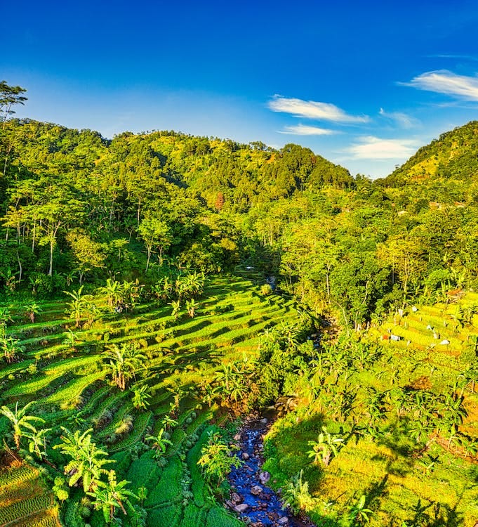 Rice paddy terraces with river flowing through palms and tropical forest