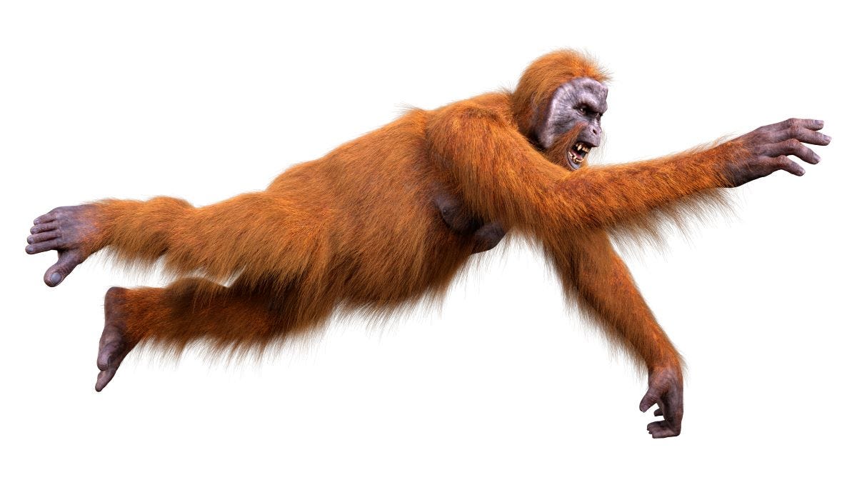 Orangutang in mid-jump