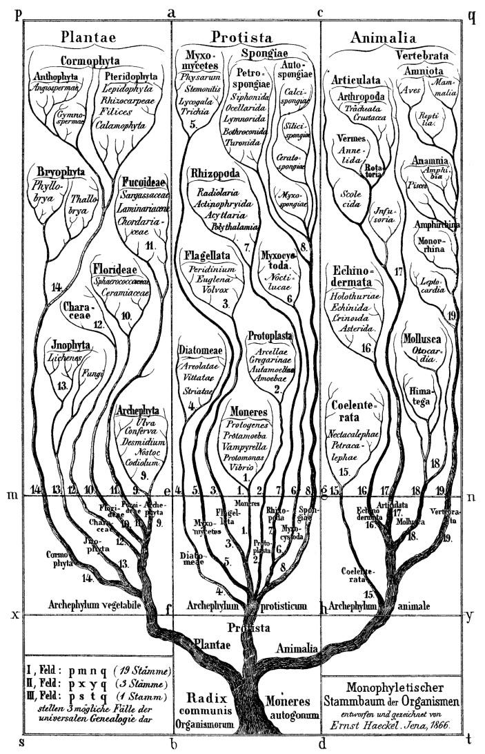 Tree of life' took root 150 years ago | Nature