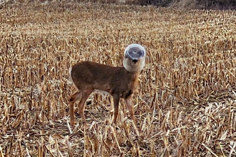 A deer seen wandering for at least 12 days with a plastic container stuck over its head in Vermillion County, Ind., was rescued Thursday morning. Photo courtesy of the Vermillion County Sheriff's Office/Facebook
