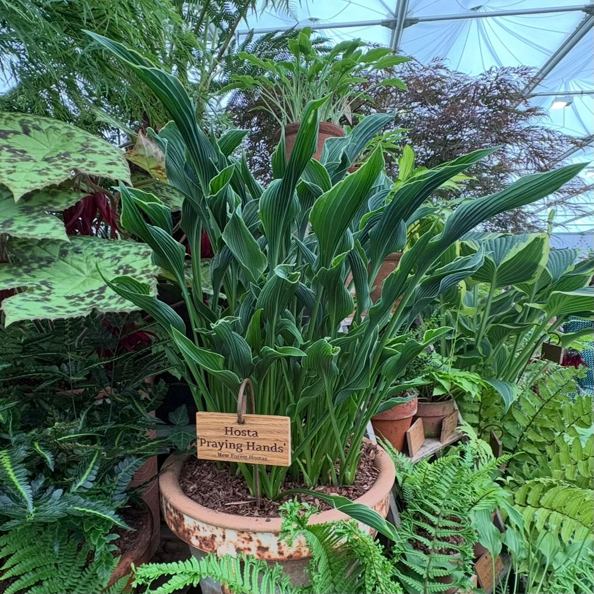 Spear shaped foliage on a display plant amongst other foliage, called Hosta ‘Praying Hands’ (New Forest Hostas)