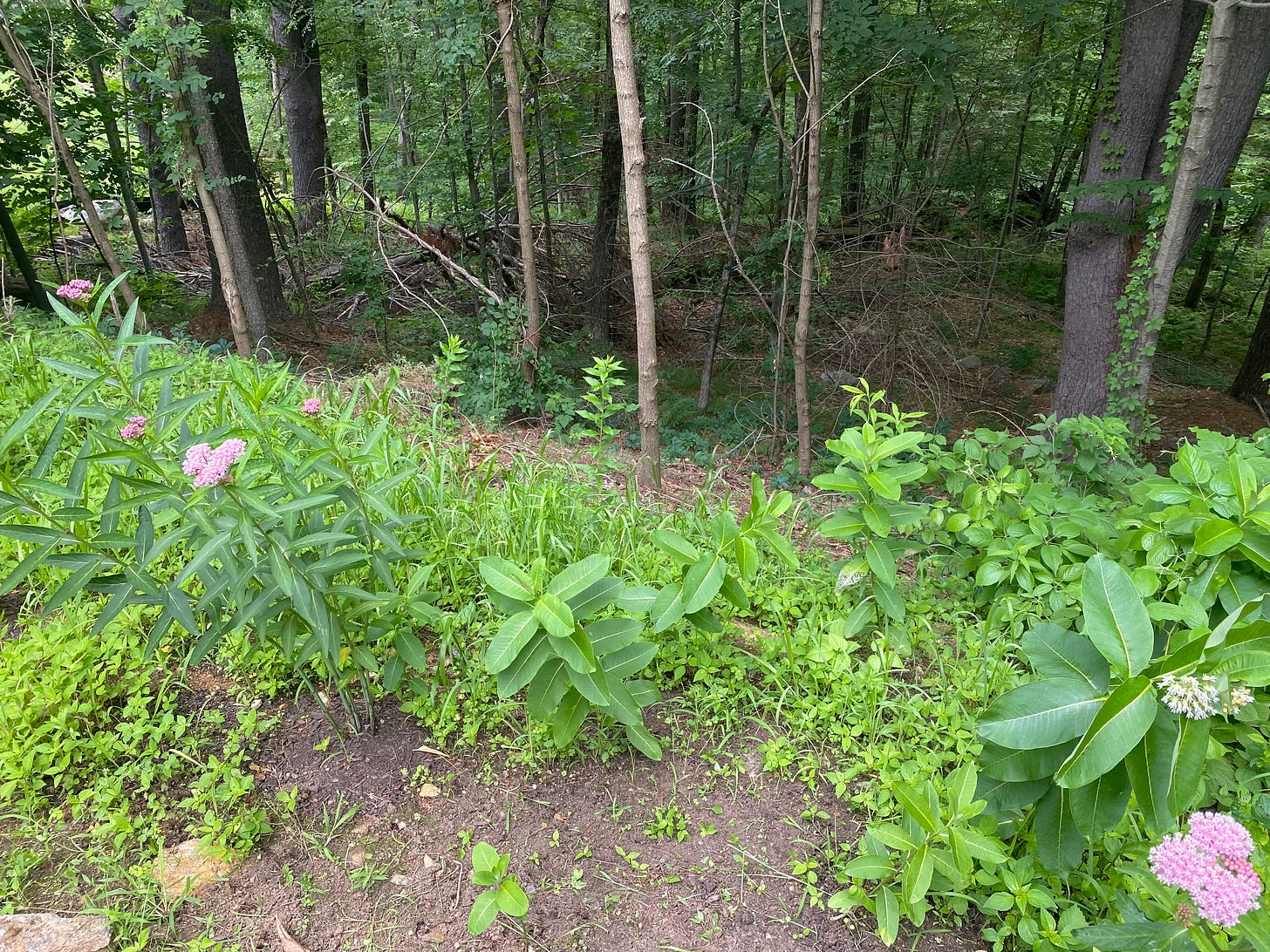 a path of milkweed plants at the edge of a woods