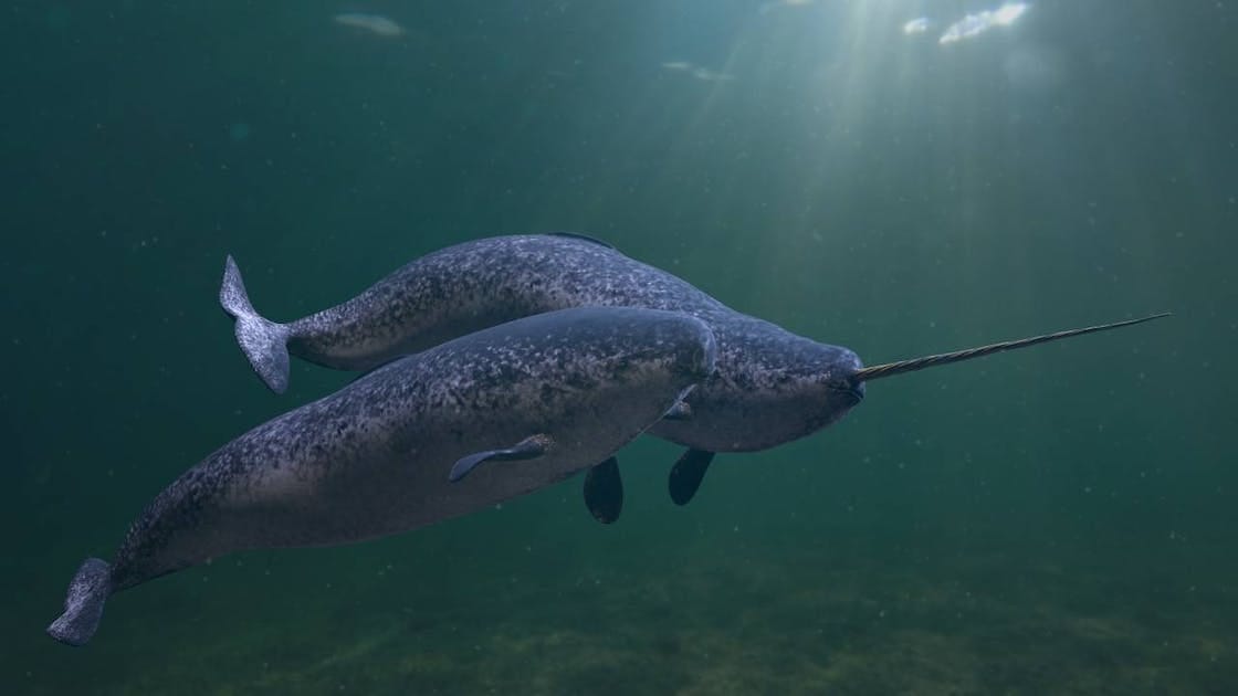 Meet the narwhal, the long-toothed whale that inspired worldwide legends |  One Earth