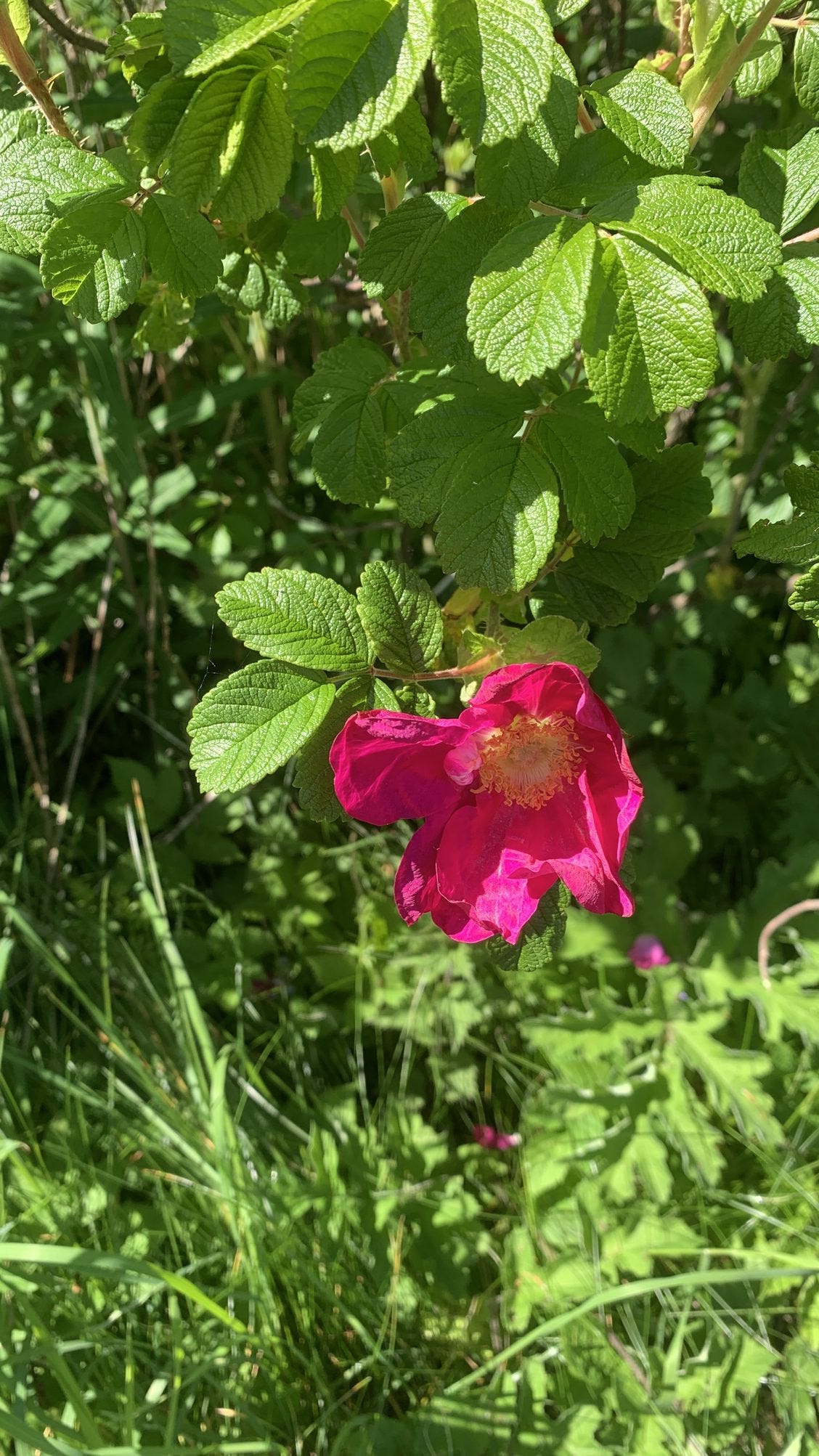A bright pink wild rose against fresh green foliage.