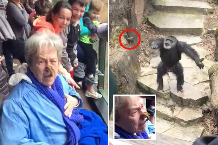Hilarious moment cheeky chimp throws POO in grandma's face at the zoo - as  onlookers burst into laughter | The Sun