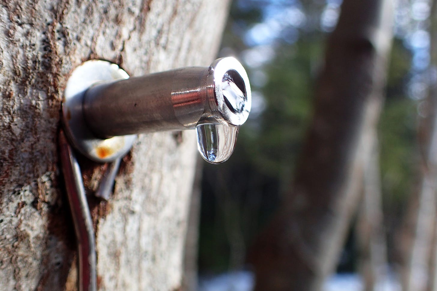 A single drop of maple sap clings to the end of a metal spile.