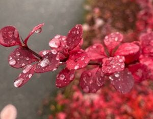 raindrops glistening on red leaves
