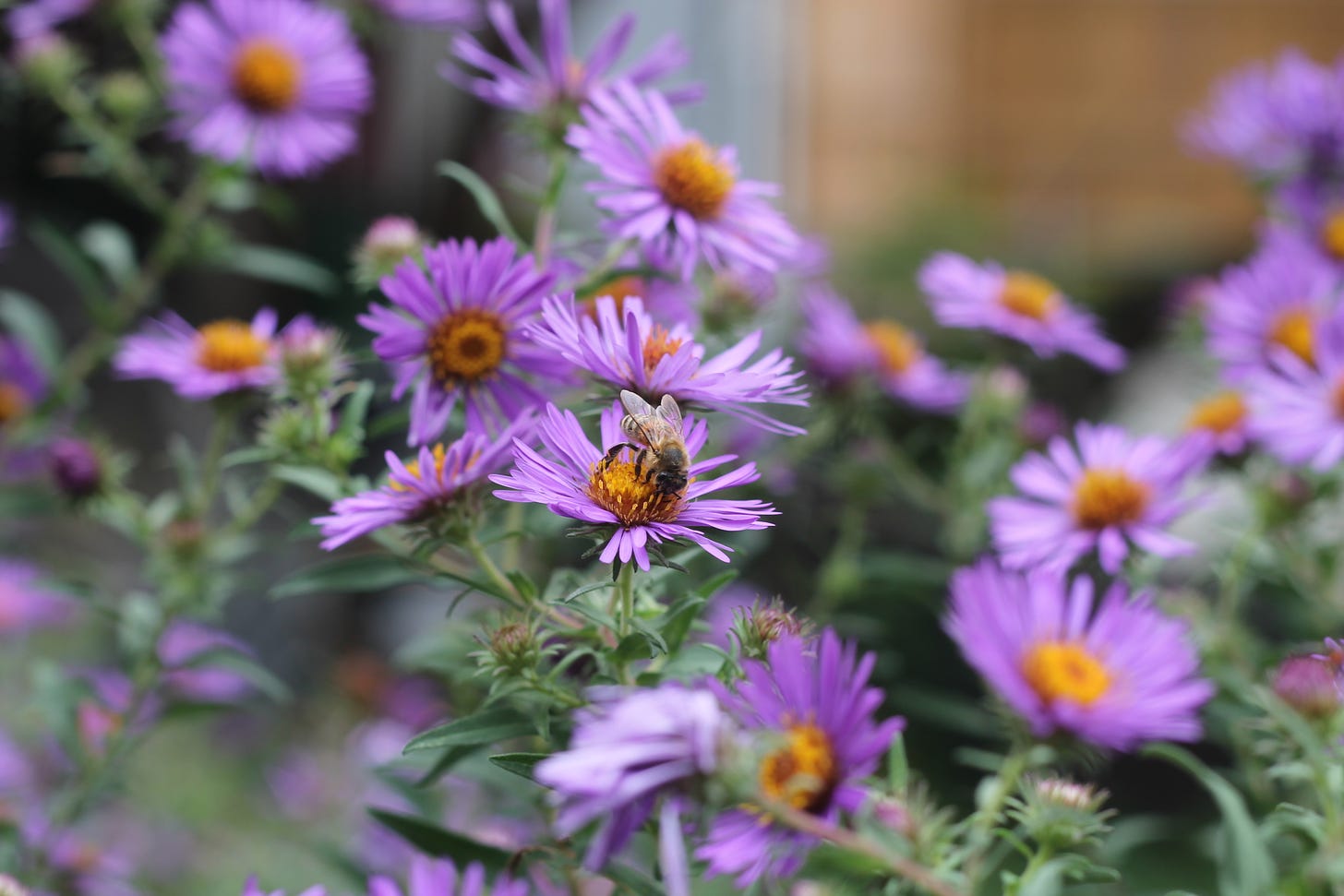 A honey bee perches on a purple flower with a yellow centre amidst a masses of similar flowers