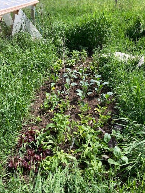 mixed vegetables in a wide row garden