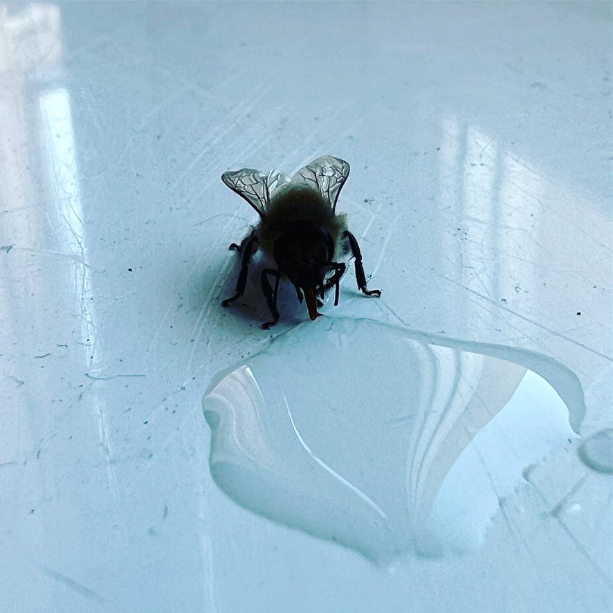 Honeybee talking a drink of sweetened water