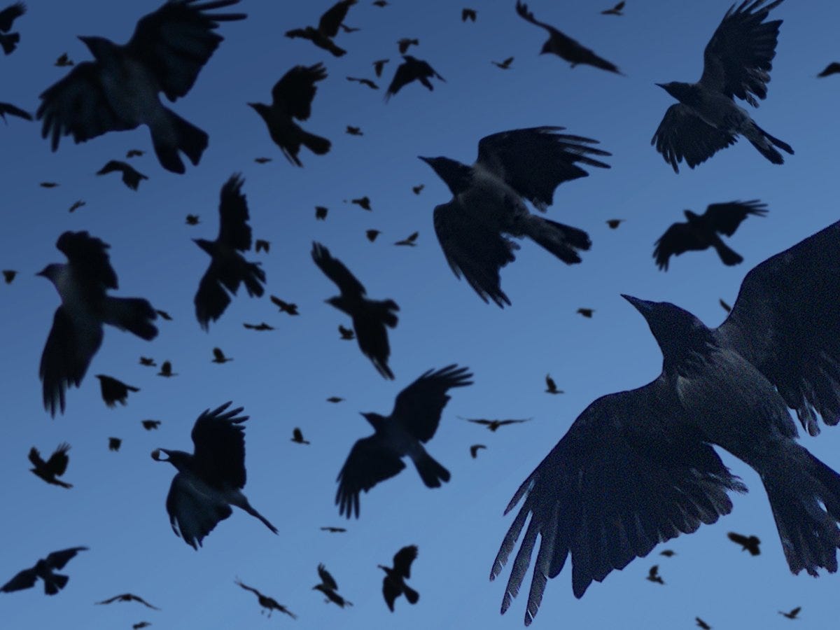 Murder of crows crash into substation, taking out power - Winnipeg ...