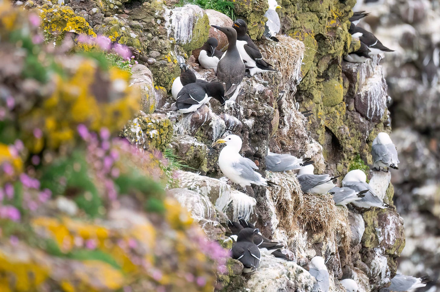 Photo of seabirds perched on a cliff face