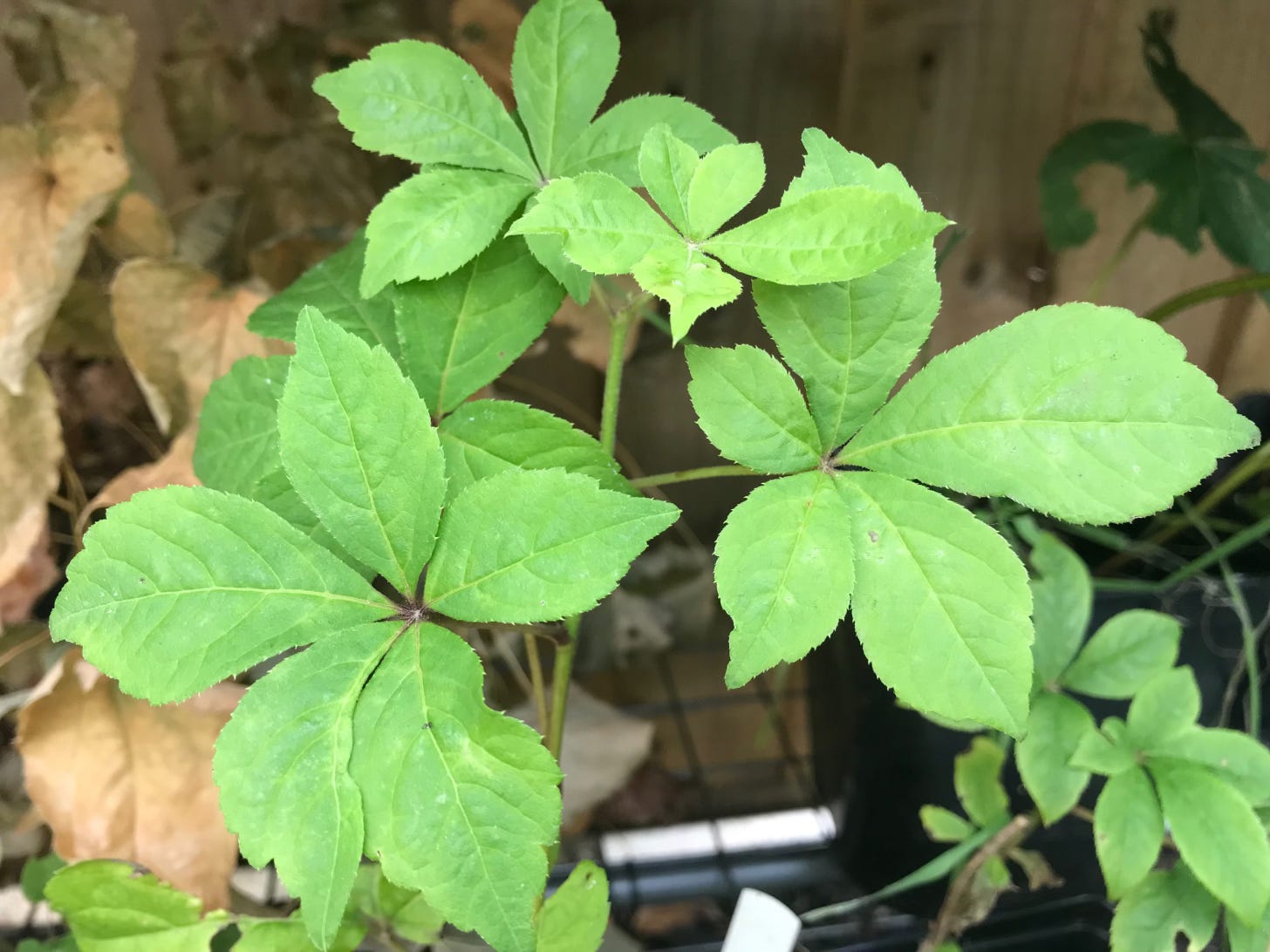 Green palmate hand-like leaves with serrated edges