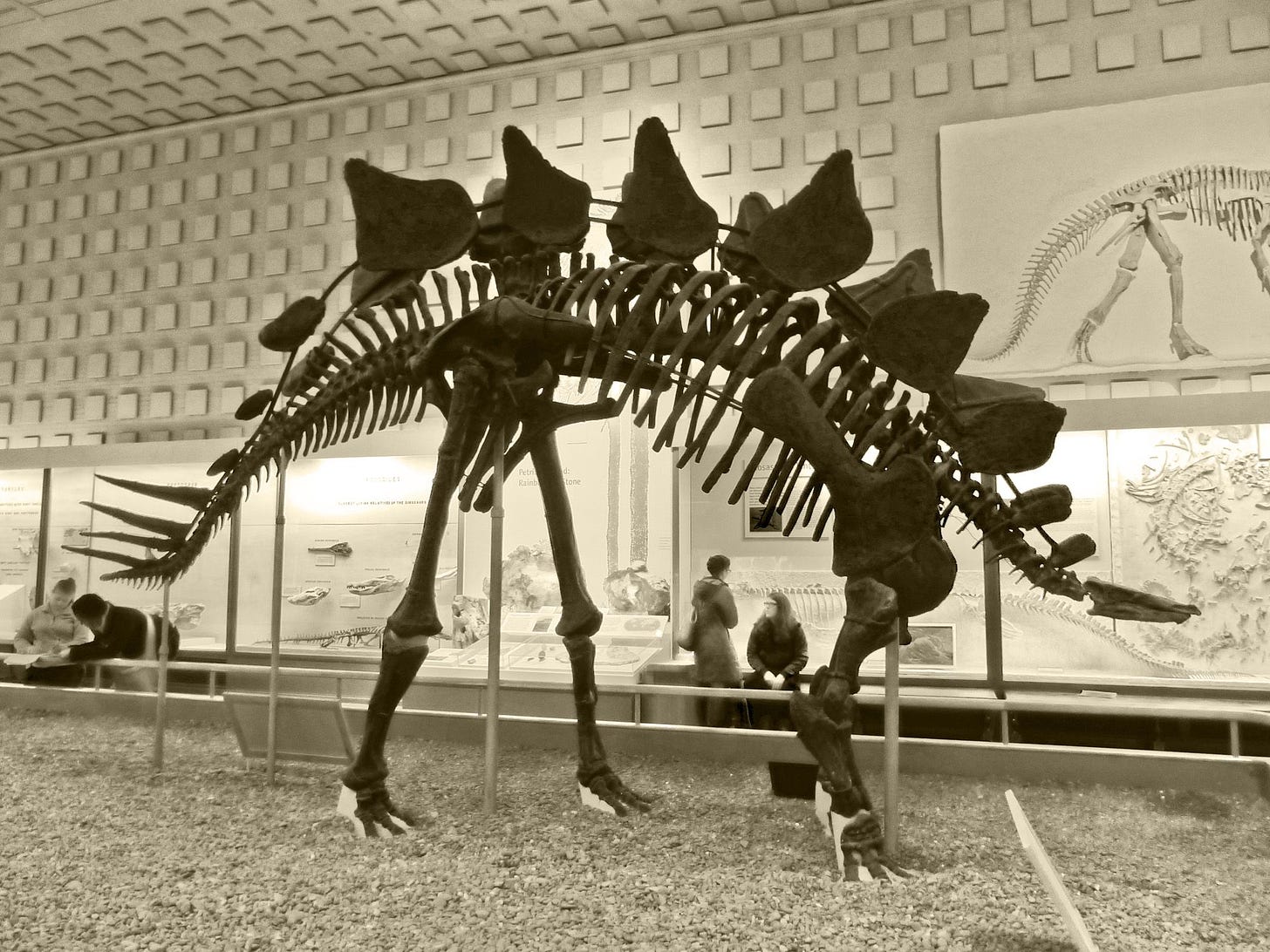 Stegosaurus at Peabody Museum of Natural History, New Haven, CT