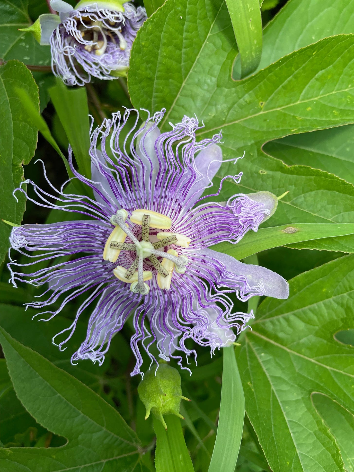 passionflower viewed from above.   below it is a 5 horned bud