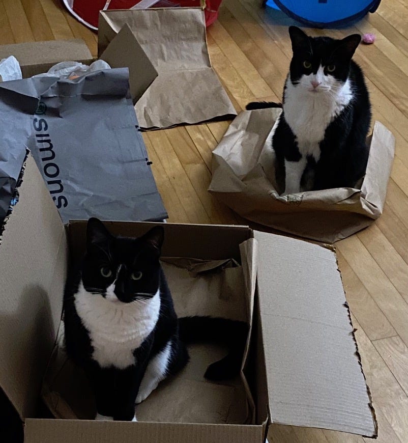 2 black and white cats, one in a cardboard box and other sitting on a paper bag.