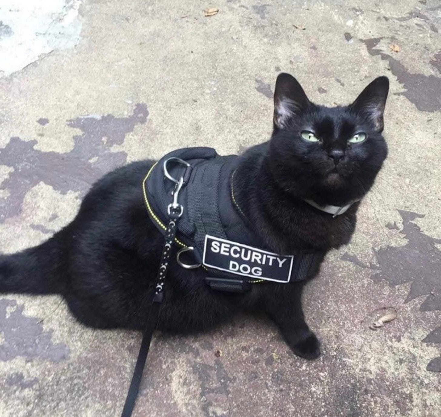 A black cat on a leash staring into the camera wearing a black vest labeled “Security Dog”. A black cat on a leash staring into the camera wearing a black vest labeled “Security Dog”.
