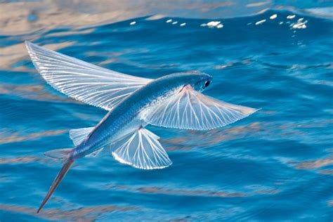The Port Press | Port Press Face Off: Are Flying Fish An Affront to Nature?