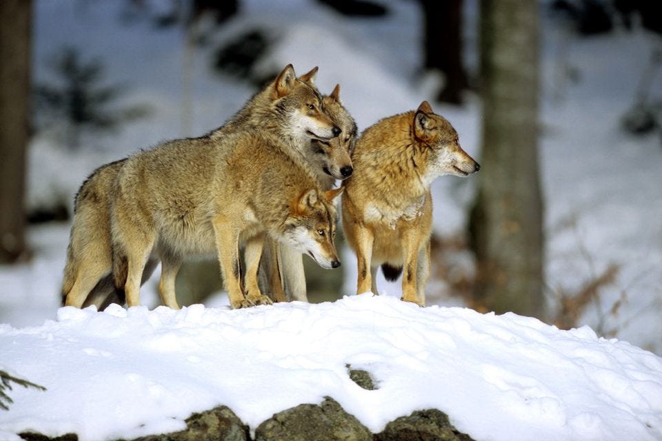 Une meute de 4 loups dans les Vosges ! - FERUS