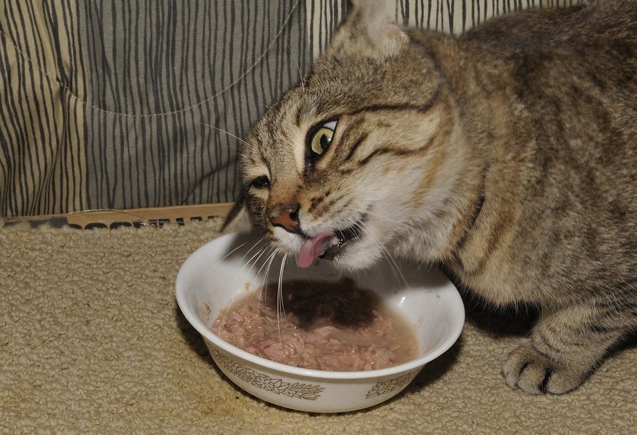 Photo of a tabby cat eating tuna from a bowl, caught making an awkward face, one eye open, the other closed, with his tongue hanging out. 