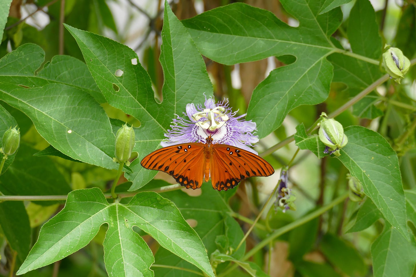 Gulf fritillary butterfly on passion flower