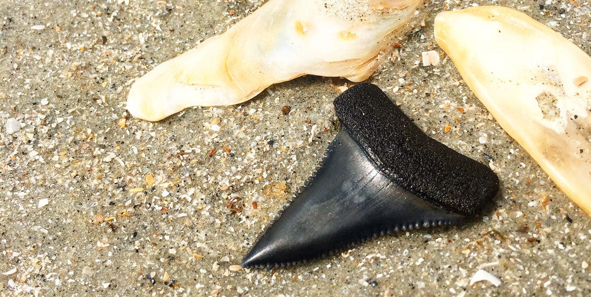 great white shark tooth fossil on beach