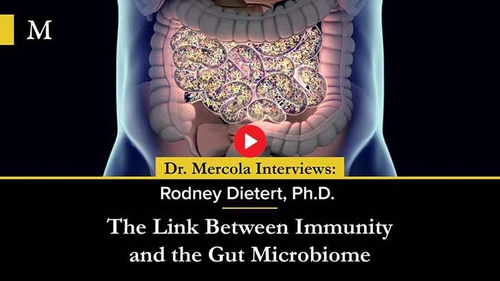 how does the microbiome affect your immune system