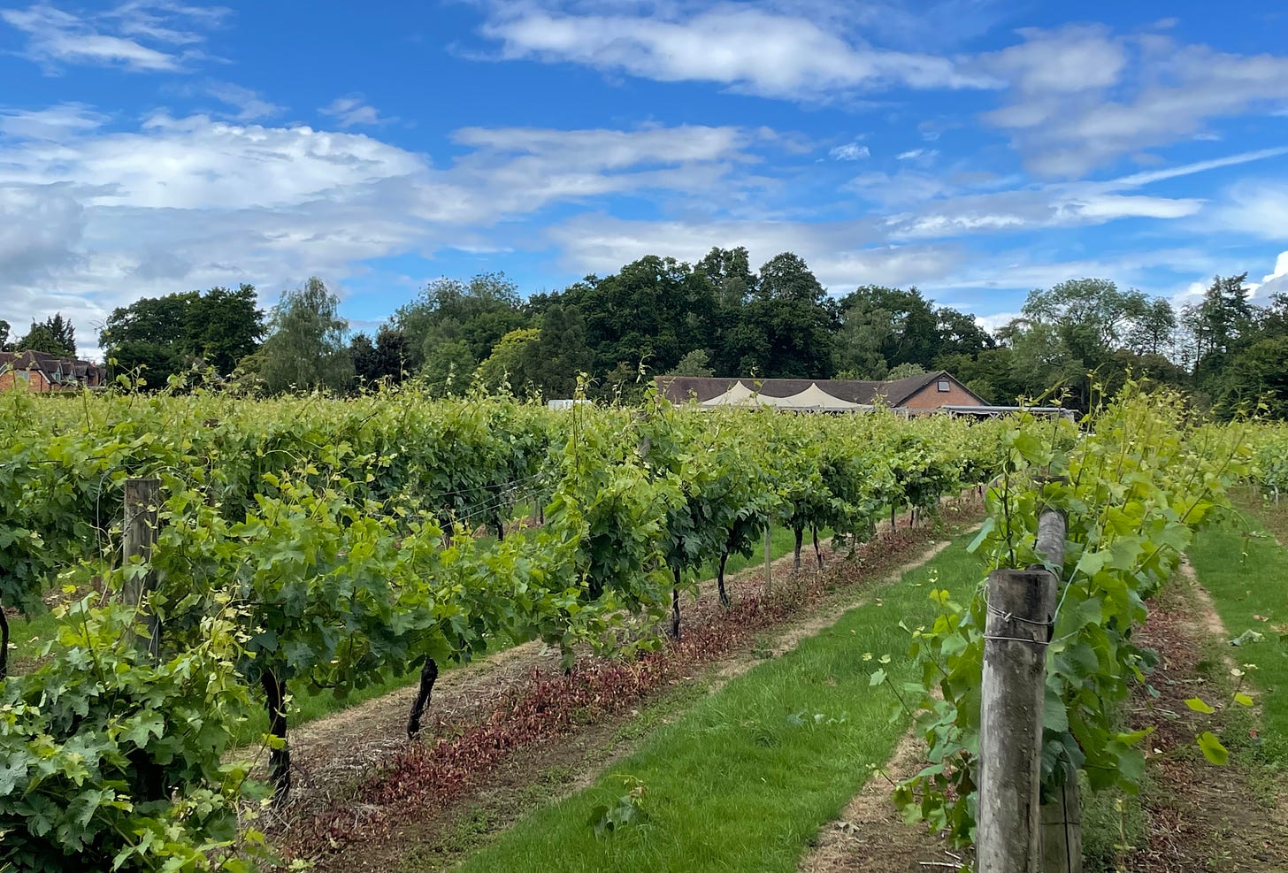 A view of the Oaken Grove vineyard 