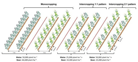 Agronomy | Free Full-Text | Influence of Simultaneous Intercropping of  Maize-Bean with Input of Inorganic or Organic Fertilizer on Growth,  Development, and Dry Matter Partitioning to Yield Components of Two Lines of