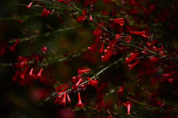 Russelia equisetiformis "Big Red"