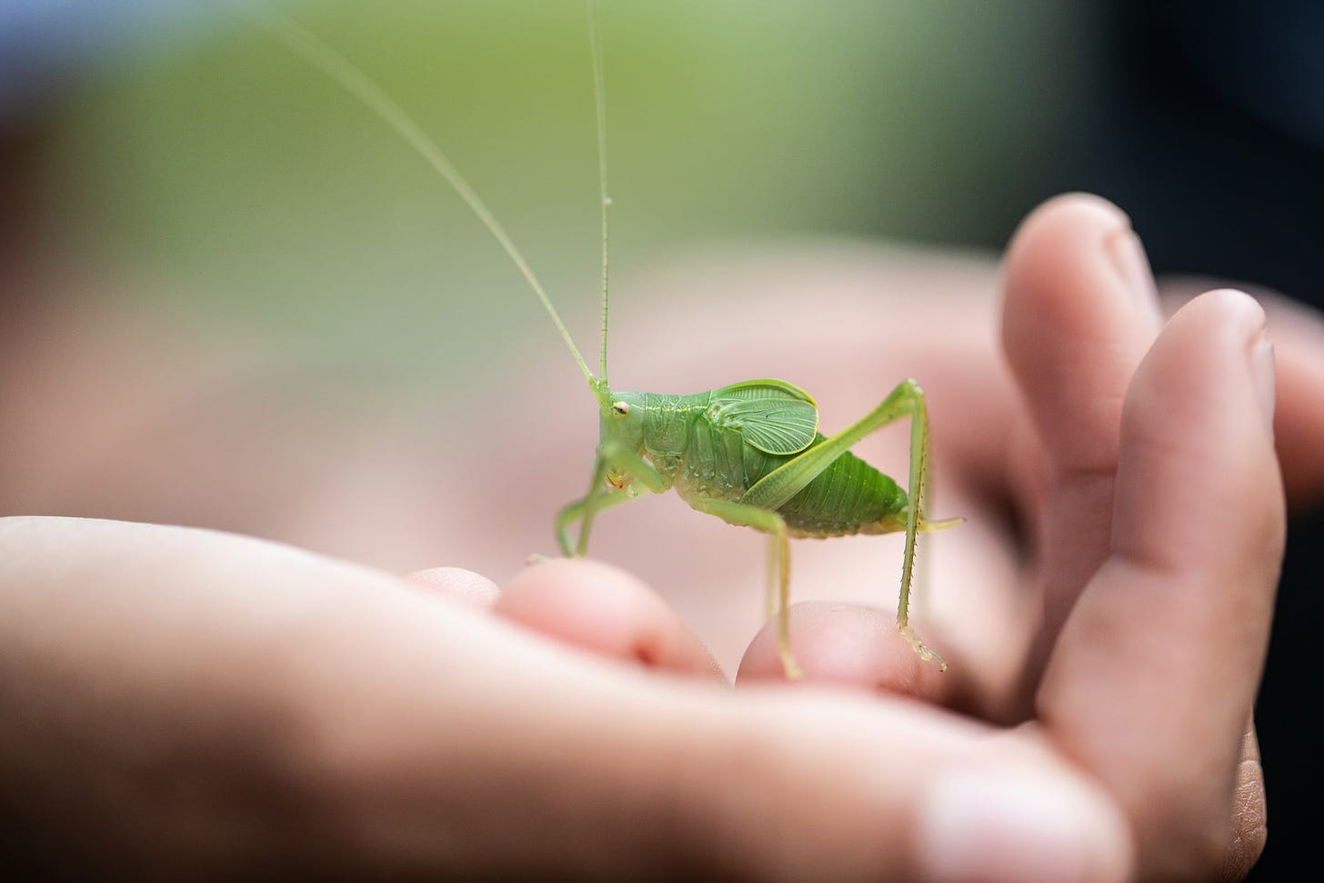 A grasshopper sits in an unseen person's hand.