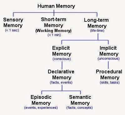 What are the factors of memory in psychology? - Quora