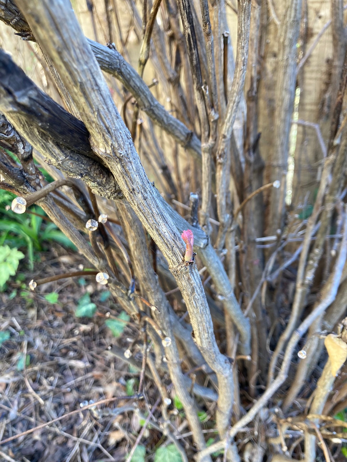 A tiny pink, beginning of a bud on an otherwise dead-looking burning bush