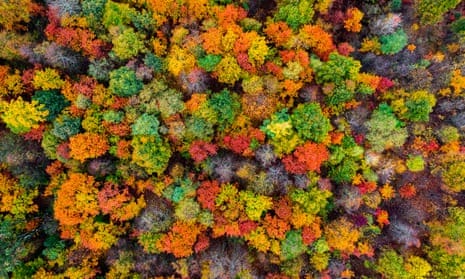 Aerial view of a forest in autumn.