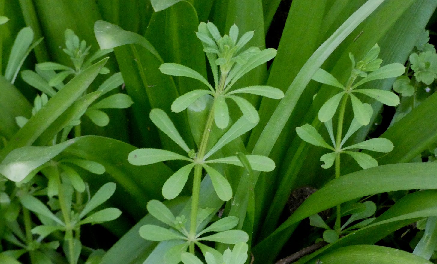 An image of cleavers, a weed with long, teardrop-shaped leaves growing out of the stem in whorls.