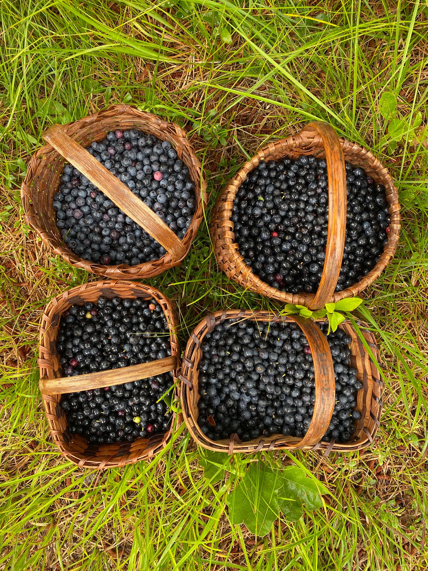 Four woven baskets full of blueberries sit on the damp grass.