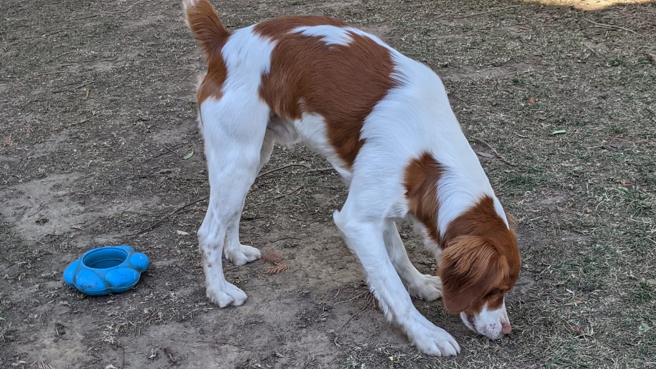 Milo Eating Grass