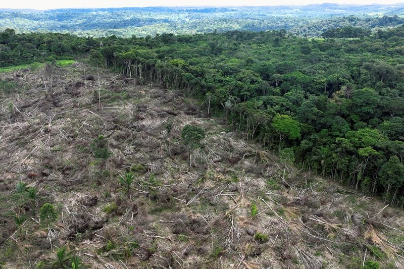 Desmatamento da Amazônia cresce em fevereiro Por Reuters