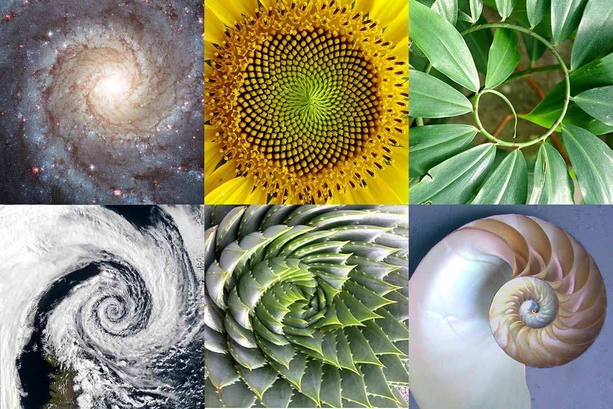 golden ratio patterns in nature