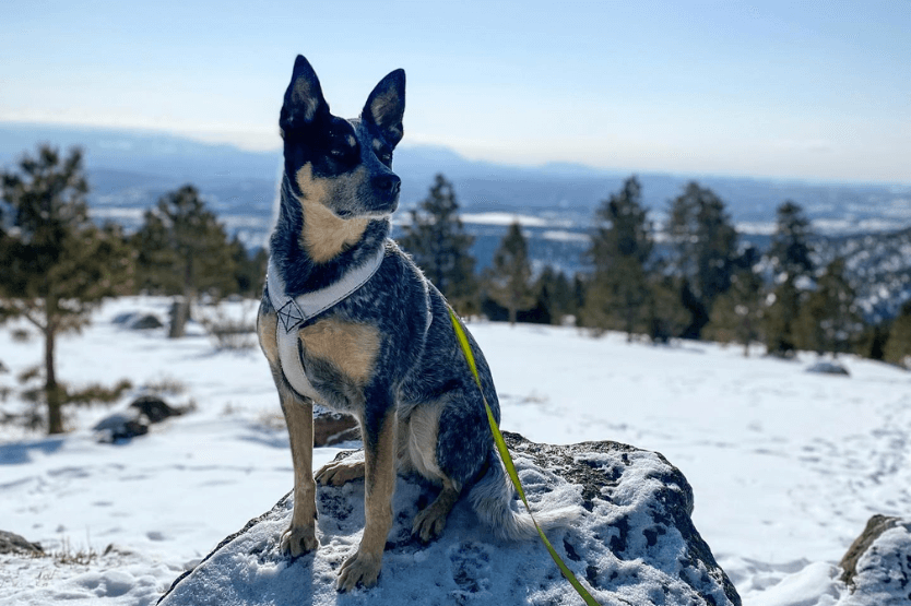 Scout the blue heeler poses on a rock in front of snowy mountains and green pine trees off of scenic highway 24 in Utah