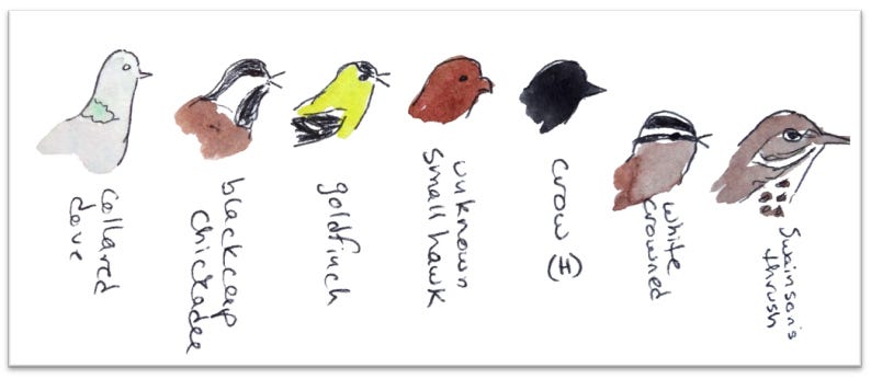 Rough sketches of the heads of seven different types of birds.  Three of these birds have their mouths open, and it is drawn like the letter V on its side.