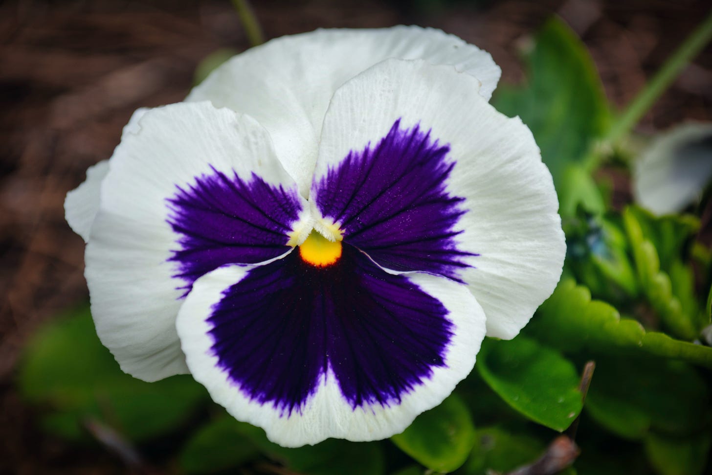 A single white pansy with a dark purple center against the green leaves