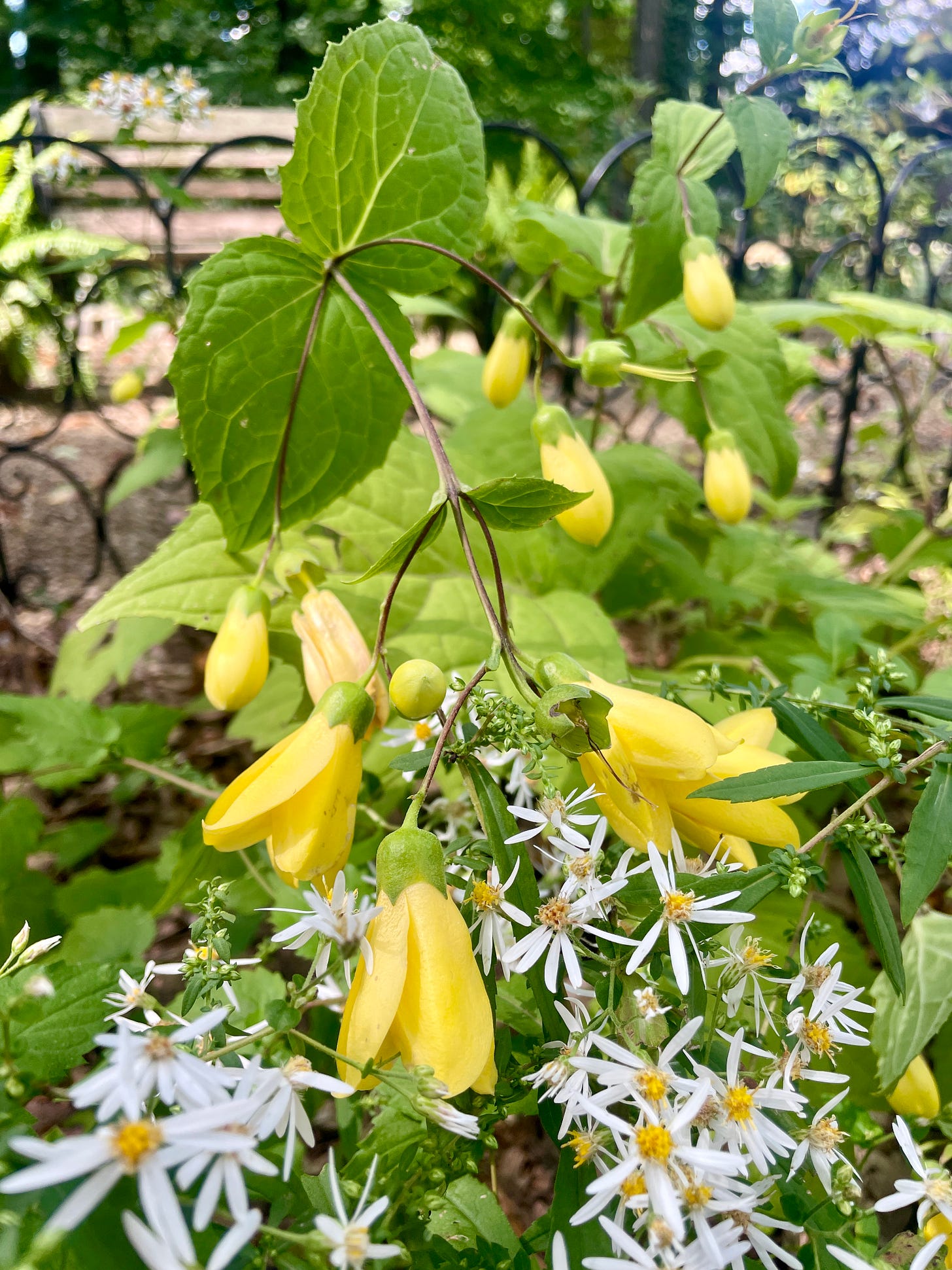 Yellow Wax Bells (Kirengeshoma) and Wood Asters (Eurybia divaricata) in the Woodland in September