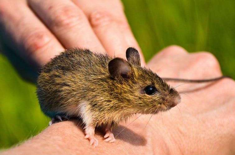 The Meadow Jumping Mouse Has Kangaroo-style Jumping Skillz | Featured  Creature