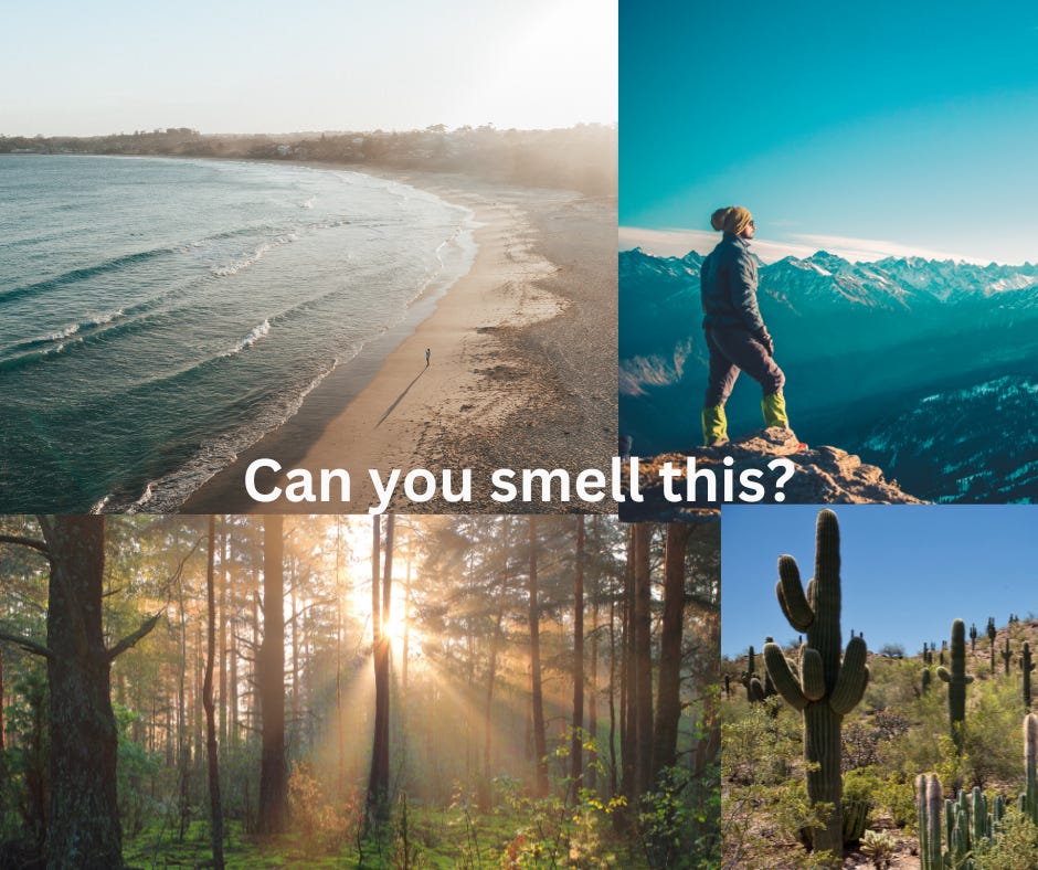 collage of the beach, mountain top, forest and desert