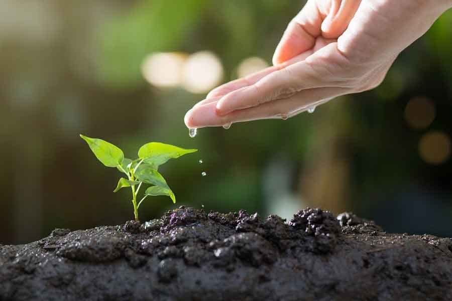 hand nurturing a new seedling with water